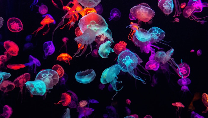 seaworld abu dhabi tickets