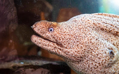 Moray eel with open eyes in aquarium at Sea Life Speyer.