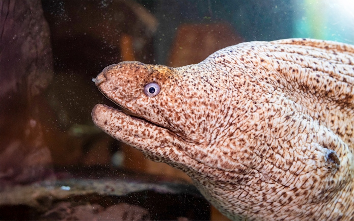 Moray eel with open eyes in aquarium at Sea Life Speyer.