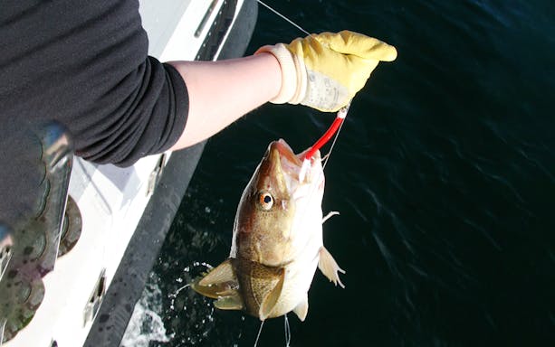 Guest holding a freshly caught fish on Reykjavík Sea Angling Gourmet tour.