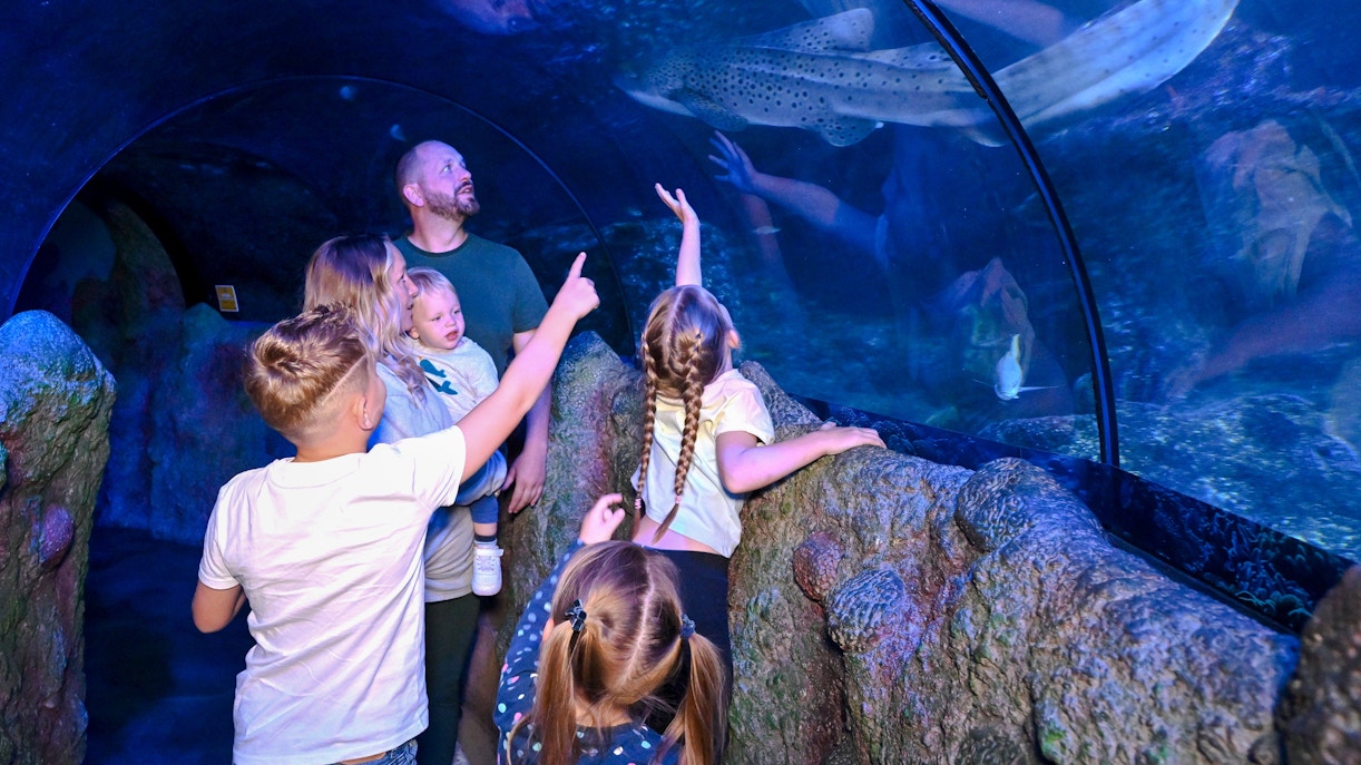 Visitors observing marine life in the tunnel at SEA LIFE Manchester.