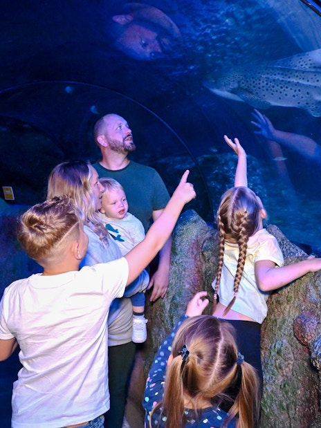 Visitors observing marine life in the tunnel at SEA LIFE Manchester.