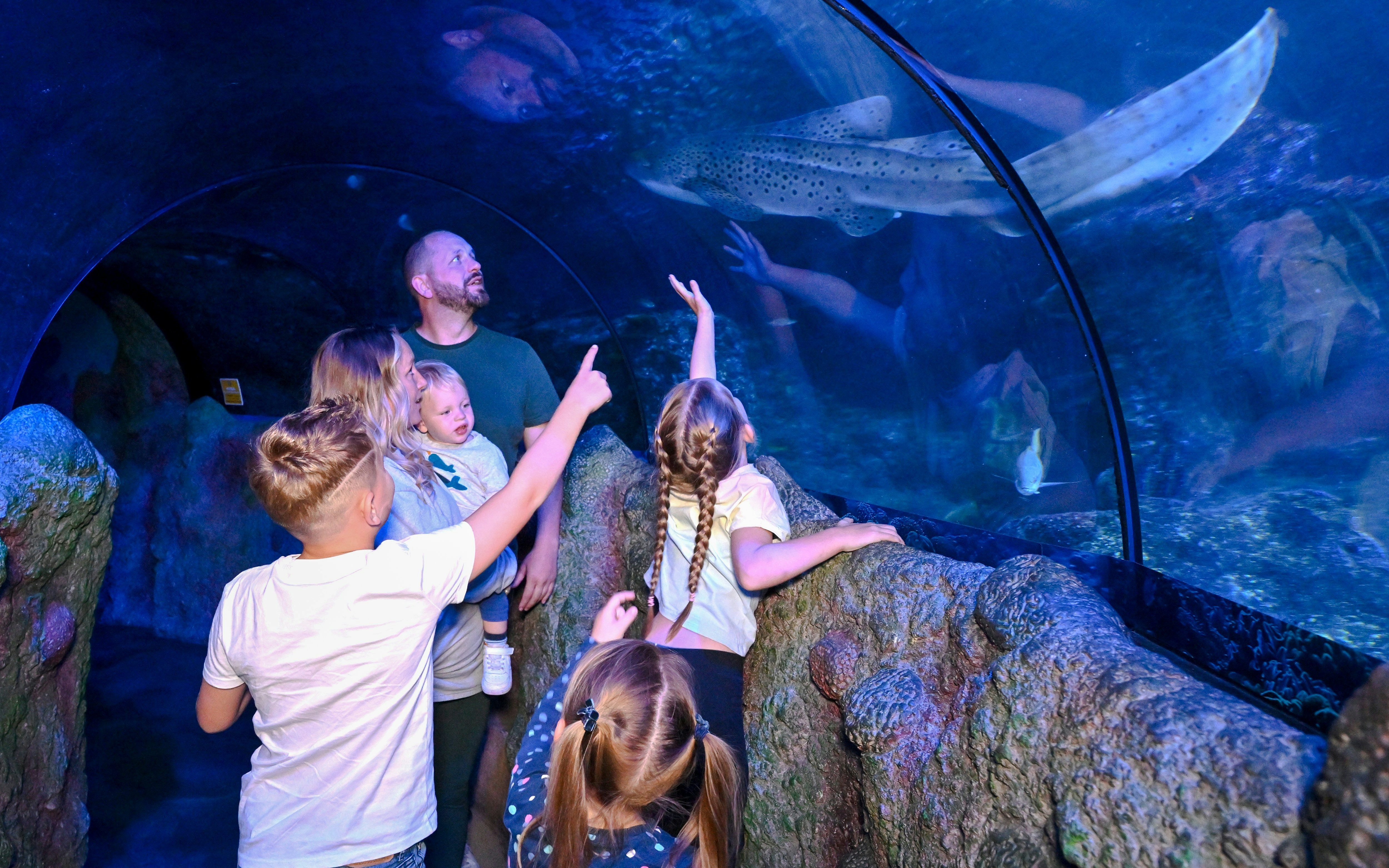Visitors observing marine life in the tunnel at SEA LIFE Manchester.