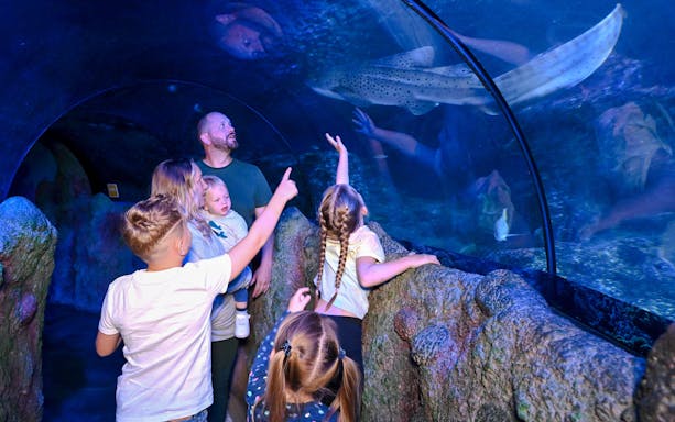 Visitors observing marine life in the tunnel at SEA LIFE Manchester.