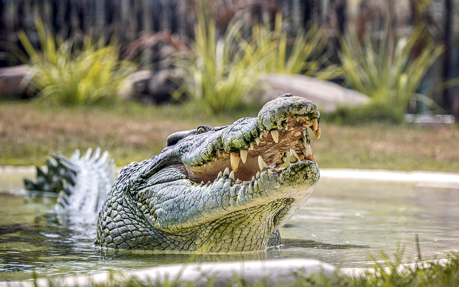 Giant crocodile with open mouth in water at Sydney Zoo.