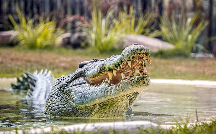 Giant crocodile with open mouth in water at Sydney Zoo.