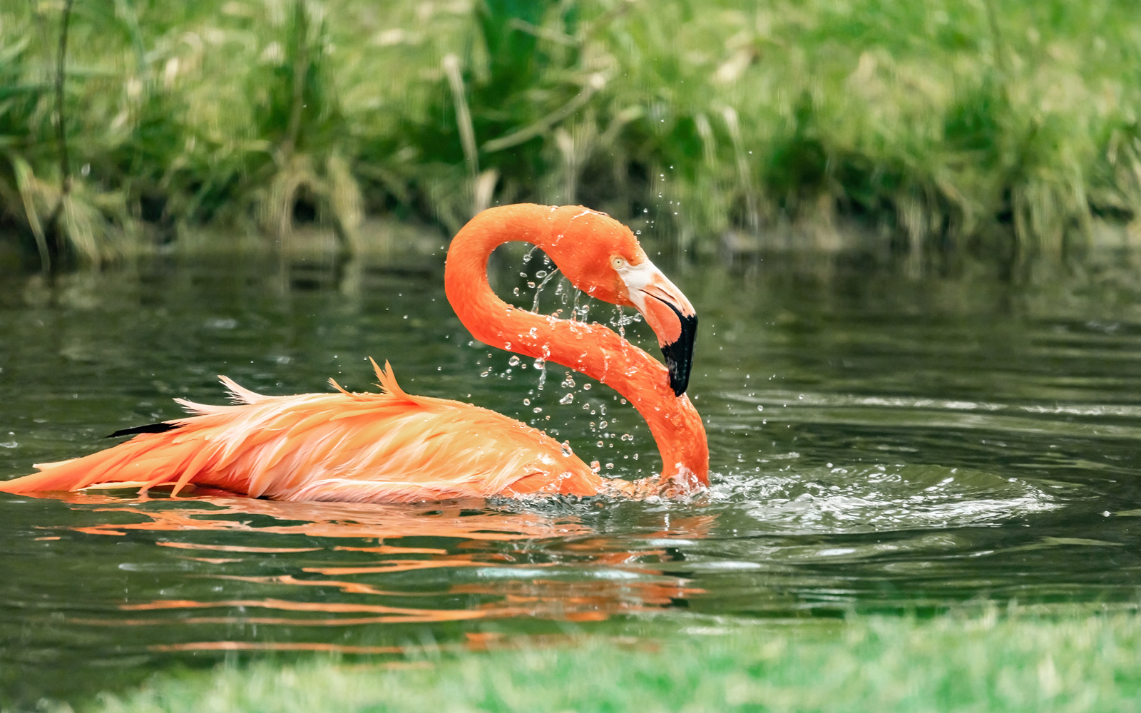 Flamingo Pond - Schonbrunn Zoo