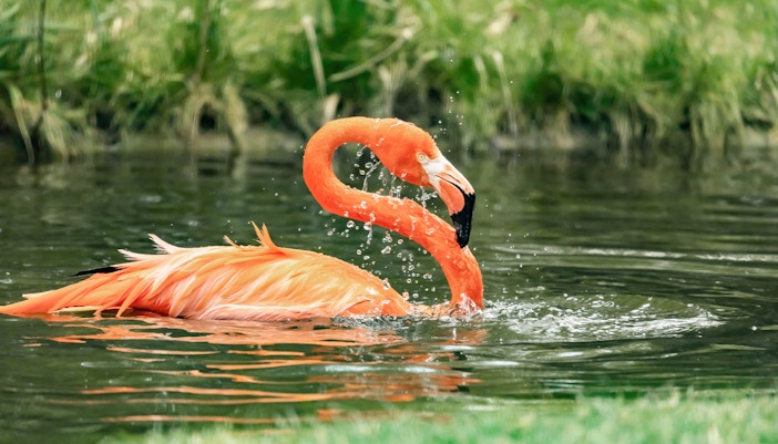 flamingo pond