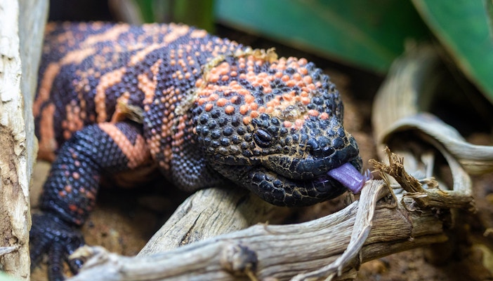 Gila Monster