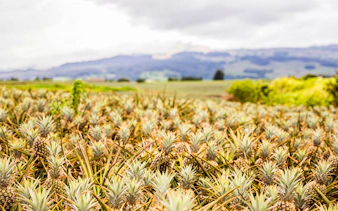 Pineapple field with distant hills on a farm tour.