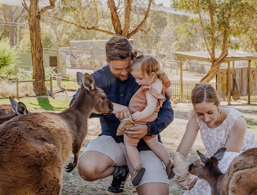 Family feeding kangaroos at Ballarat Wildlife Park, Melbourne.