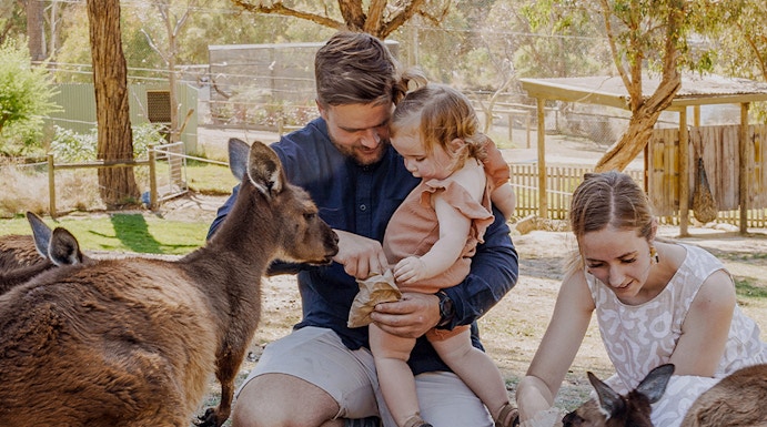 Family feeding kangaroos at Ballarat Wildlife Park, Melbourne.