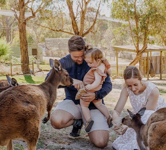 Family feeding kangaroos at Ballarat Wildlife Park, Melbourne.