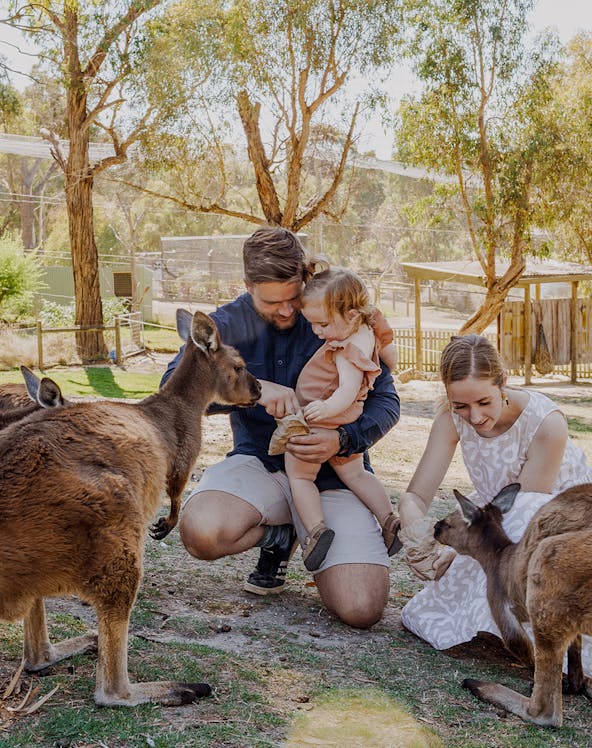 Family feeding kangaroos at Ballarat Wildlife Park, Melbourne.