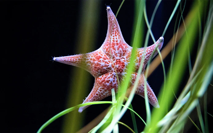 Starfish among sea grass at Seattle Aquarium.