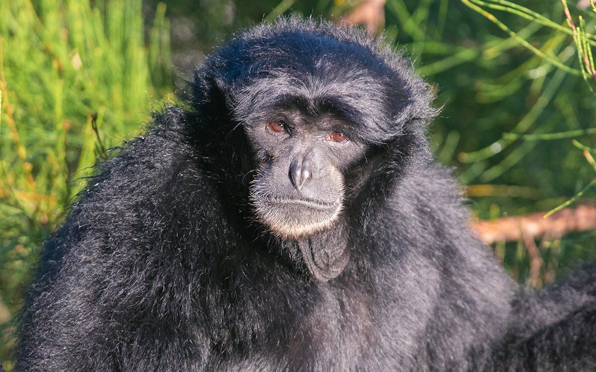 tickets to mogo wildlife park-6 tickets to mogo wildlife park-6