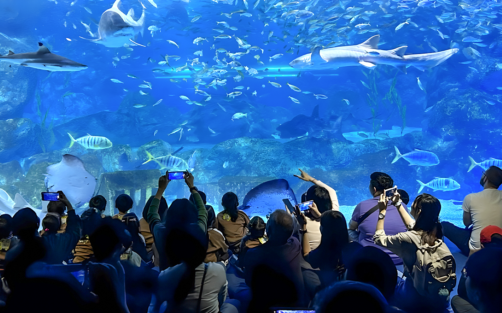 Tourists viewing marine life at Coex Aquarium, Seoul, with sharks and fish swimming.