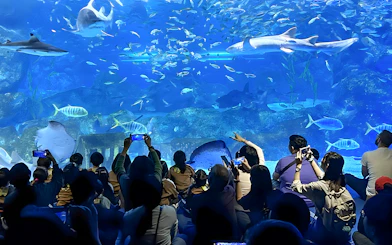 Tourists viewing marine life at Coex Aquarium, Seoul, with sharks and fish swimming.
