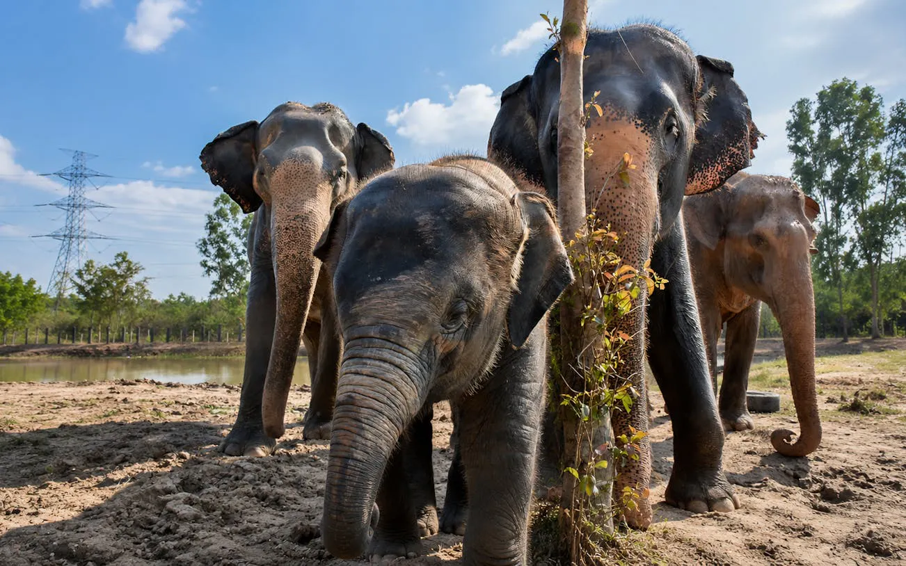 Hua Hin: Wildlife Friends Foundation Thailand Guided Visit with Elephant Observation and Thai Buffet Lunch