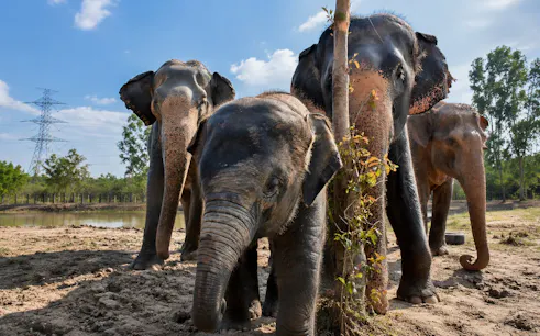 Elephants at Wildlife Friends Foundation Thailand in Hua Hin.