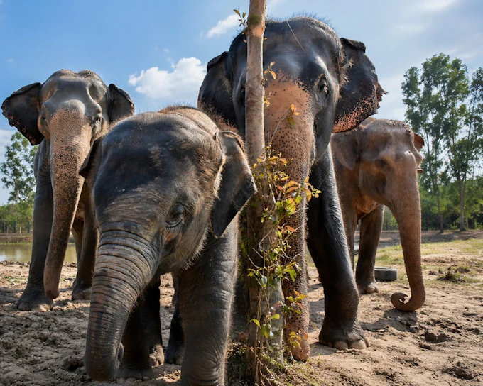 Hua Hin: Wildlife Friends Foundation Thailand Guided Visit with Elephant Observation and Thai Buffet Lunch (Product 54437)