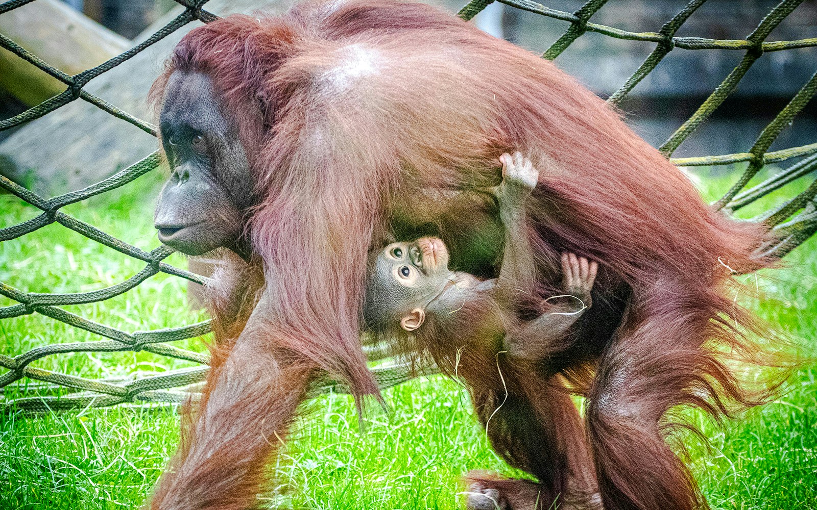 Orangutan with baby at Blackpool Zoo on a rope structure.
