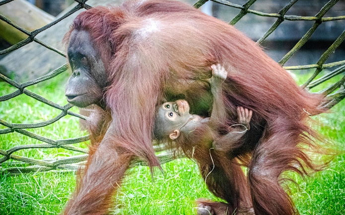 Orangutan with baby at Blackpool Zoo on a rope structure.
