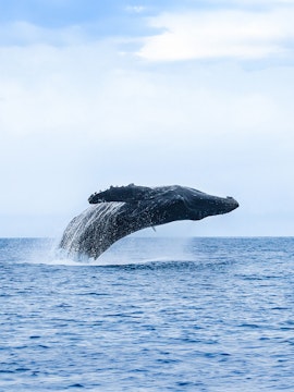 Breaching humpback whale leaping from ocean in Oahu.