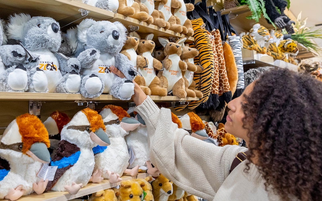 Visitor selecting plush koala at Sydney Zoo souvenir shop.