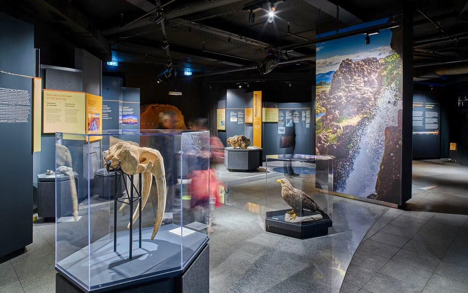 Exhibit of Icelandic wildlife and landscapes at Perlan Museum's Historic Iceland exhibit.