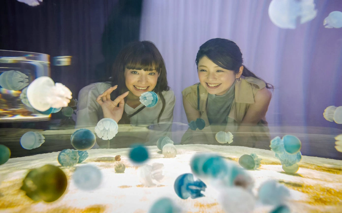 Guests observing jellyfish at Squi NIFREL Interactive Aquazoo exhibit.