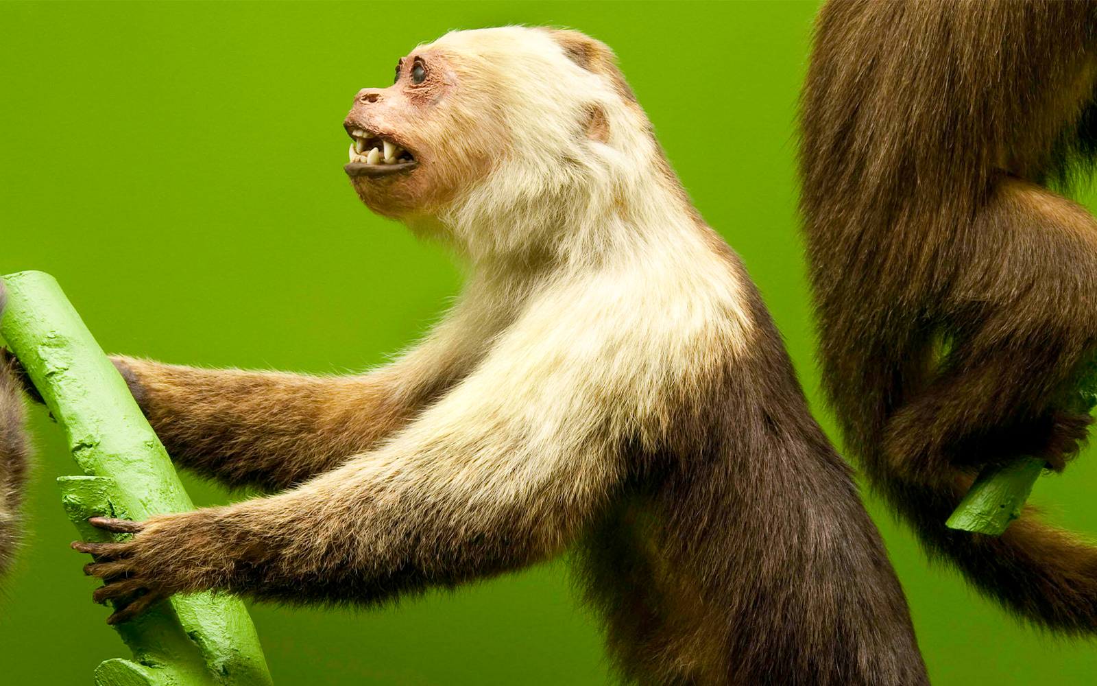 Capuchin monkey at the American Museum of Natural History exhibit.