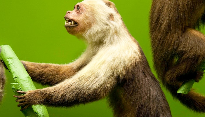 Capuchin monkey at the American Museum of Natural History exhibit.