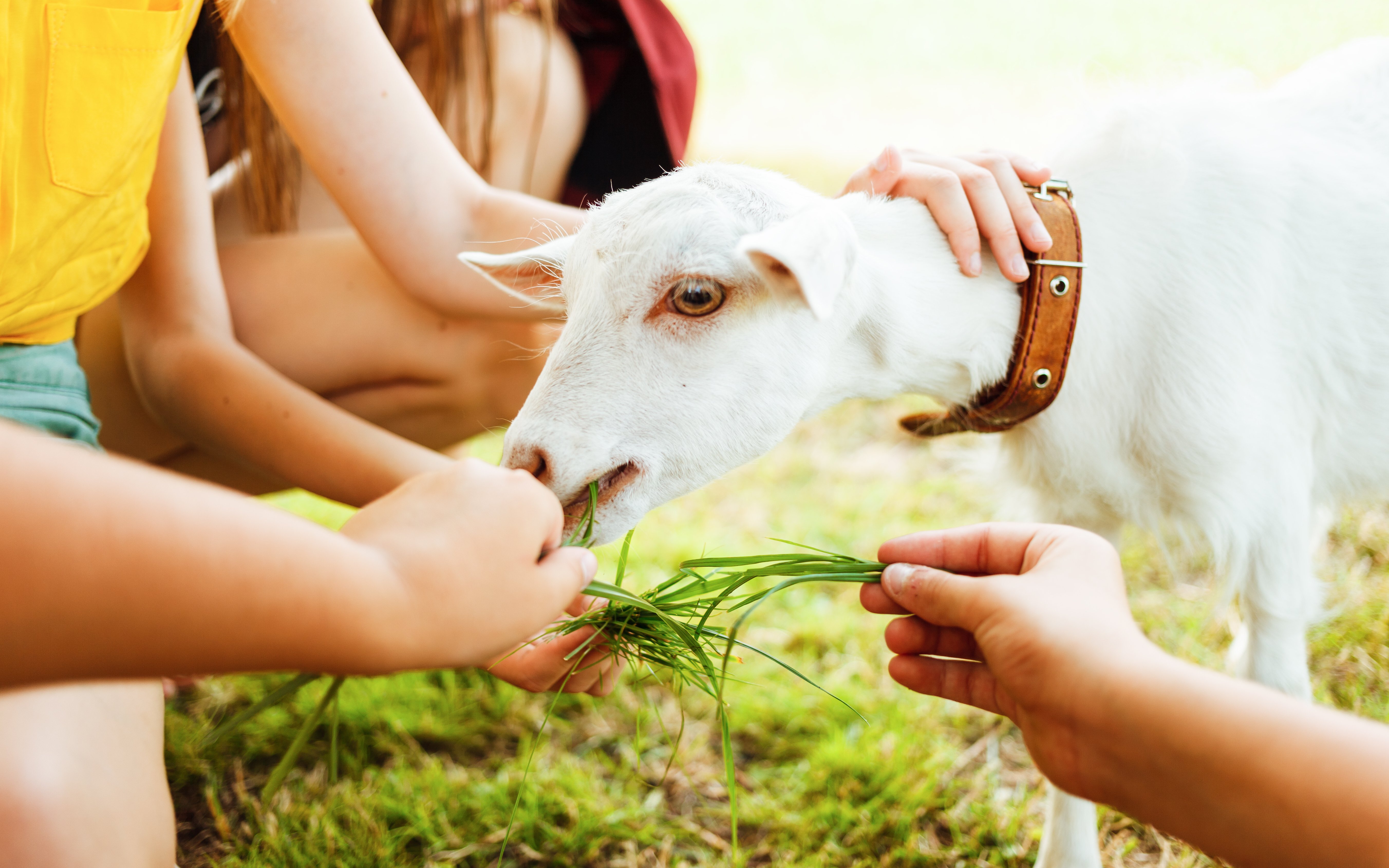Children feeding grass to a white goat at a farm.