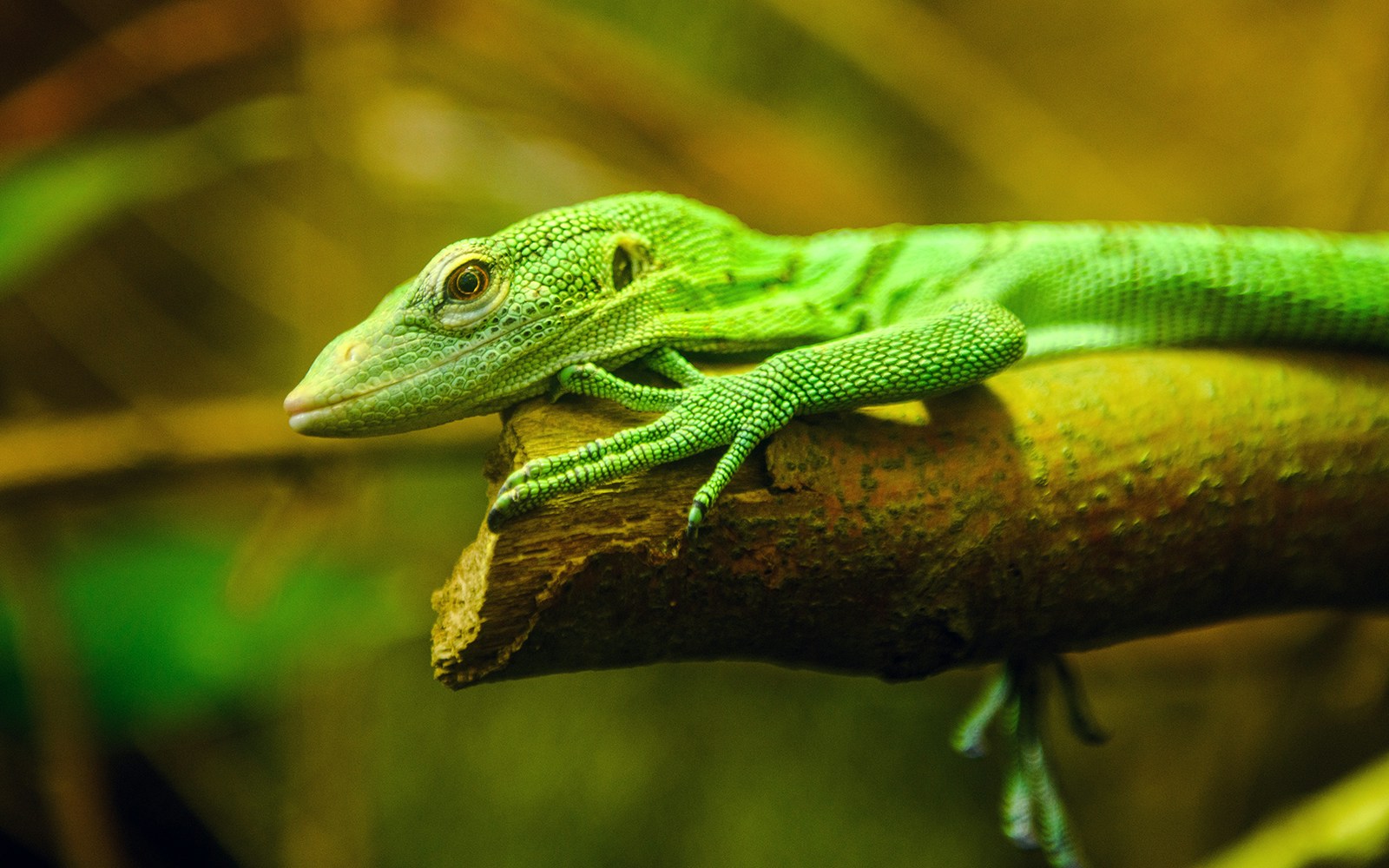 Emerald Monitor lizard resting on a branch in a tropical setting.
