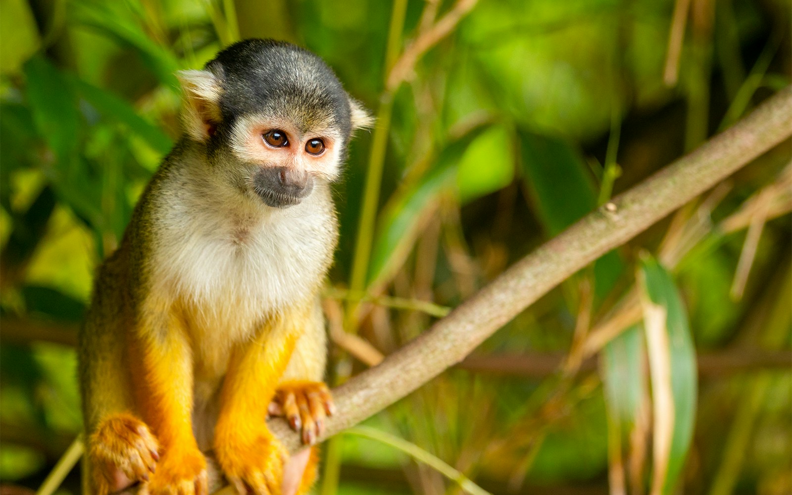 Squirrel monkey on a branch at River Wonders Singapore's Wild Amazonia exhibit.