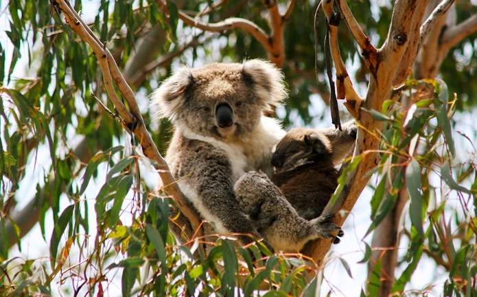 Koalas resting in a tree at the Conservation Reserve, Phillip Island Nature Parks.