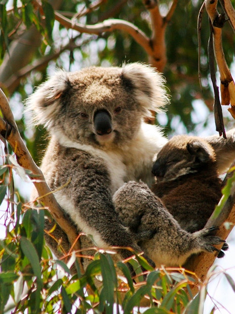 Koalas resting in a tree at the Conservation Reserve, Phillip Island Nature Parks.