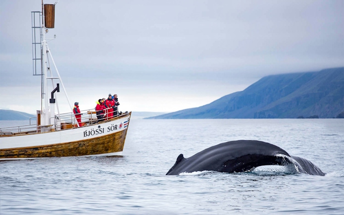 Guests on a boat watching a whale dive in Husavik, Iceland.