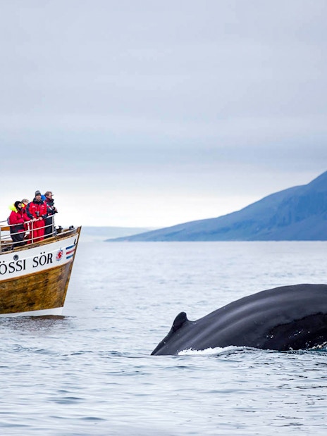 Guests on a boat watching a whale dive in Husavik, Iceland.