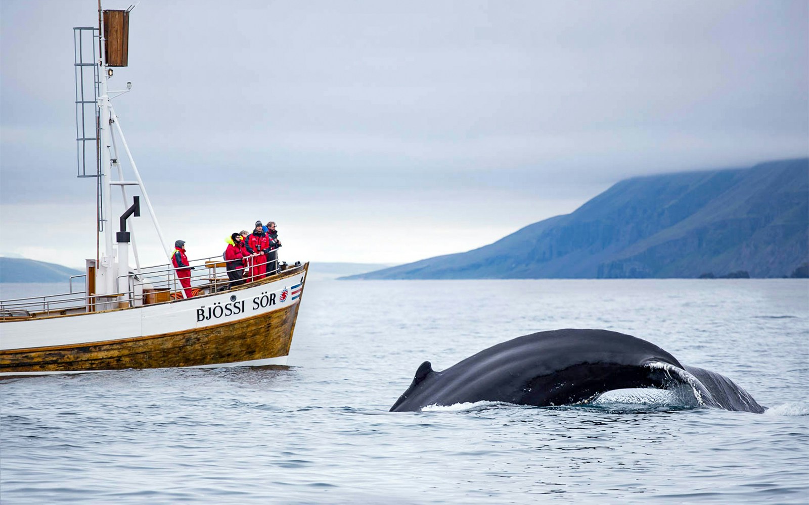 Guests on a boat watching a whale dive in Husavik, Iceland.