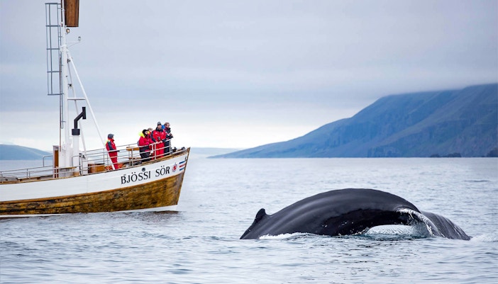Guests watching a whale dip back in the sea on their Whale Watching tour in Husavik