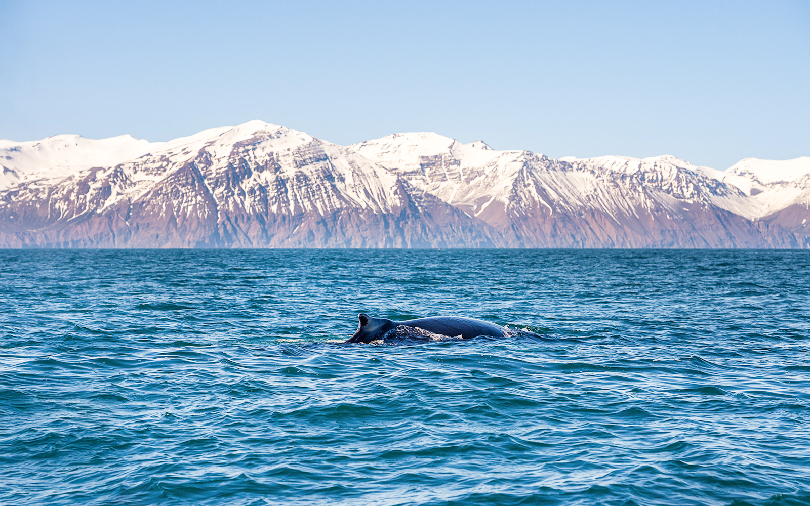 Humpback whale swimming in Skjálfandi Bay with snow-capped mountains in Iceland.