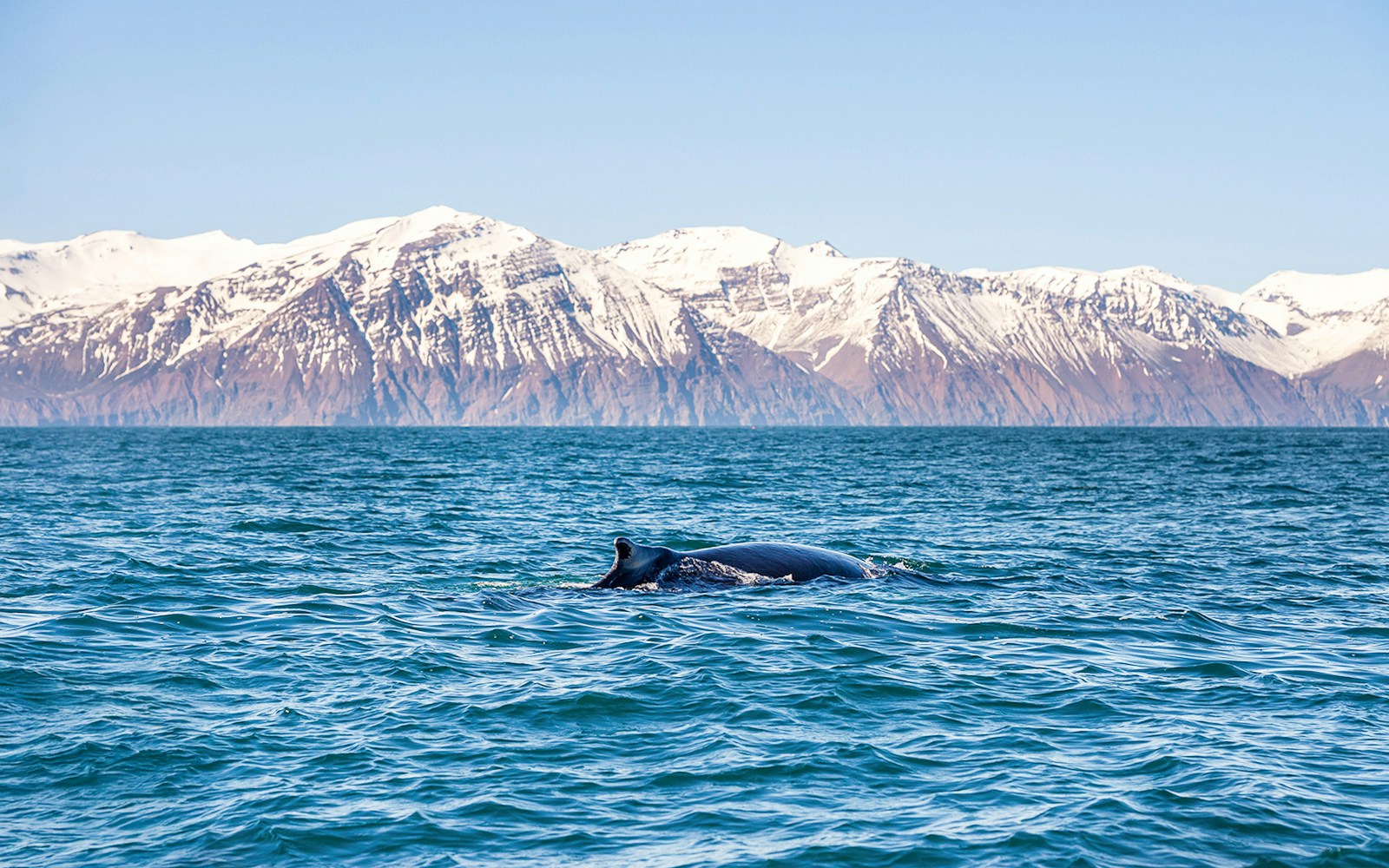 Humpback whale swimming in Skjálfandi Bay with snow-capped mountains in Iceland.