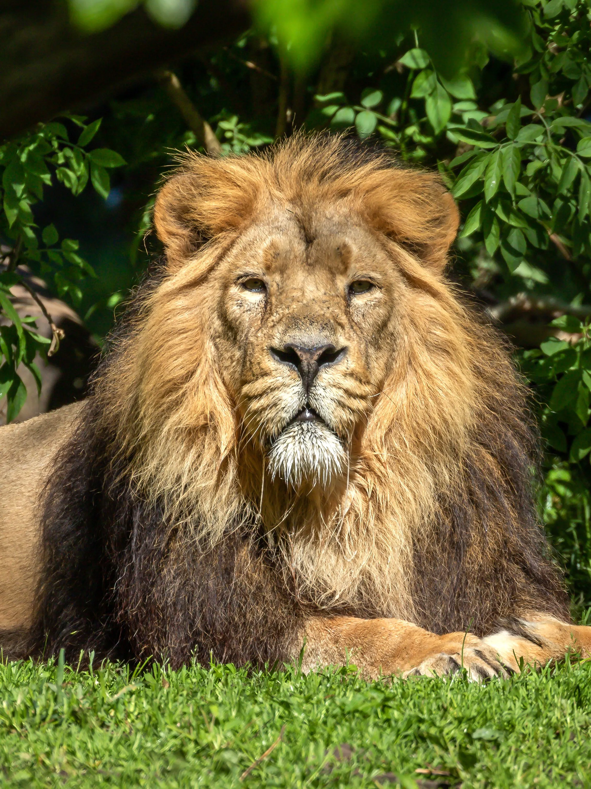 Big Five Safari From Johannesburg