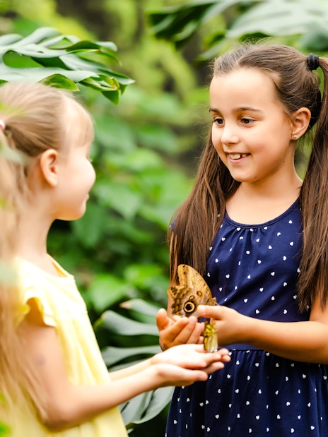 Children observing butterflies at The Butterfly Garden.