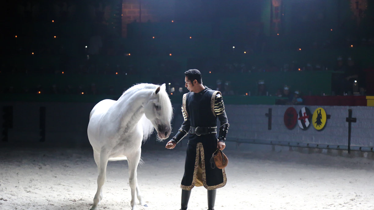 Knight interacting with a white horse at Medieval Times Dinner and Show.