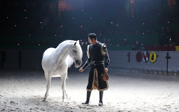 Knight interacting with a white horse at Medieval Times Dinner and Show.