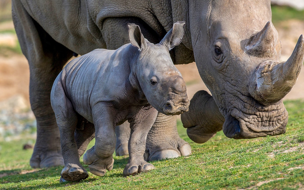 Rhino calf walking beside adult at San Diego Zoo Safari Park.