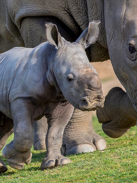 Rhino calf walking beside adult at San Diego Zoo Safari Park.